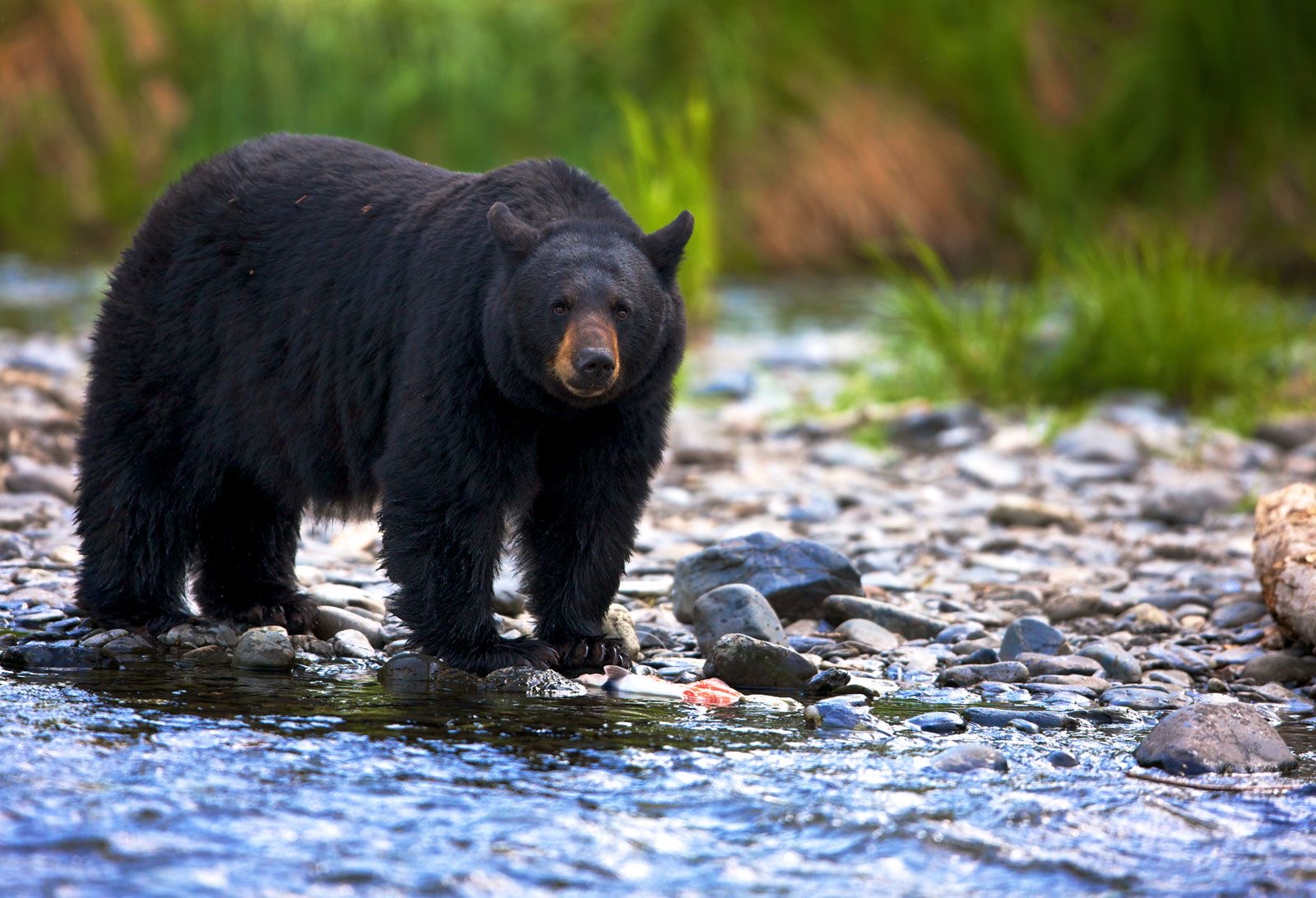 American Black Bear standing in a stream