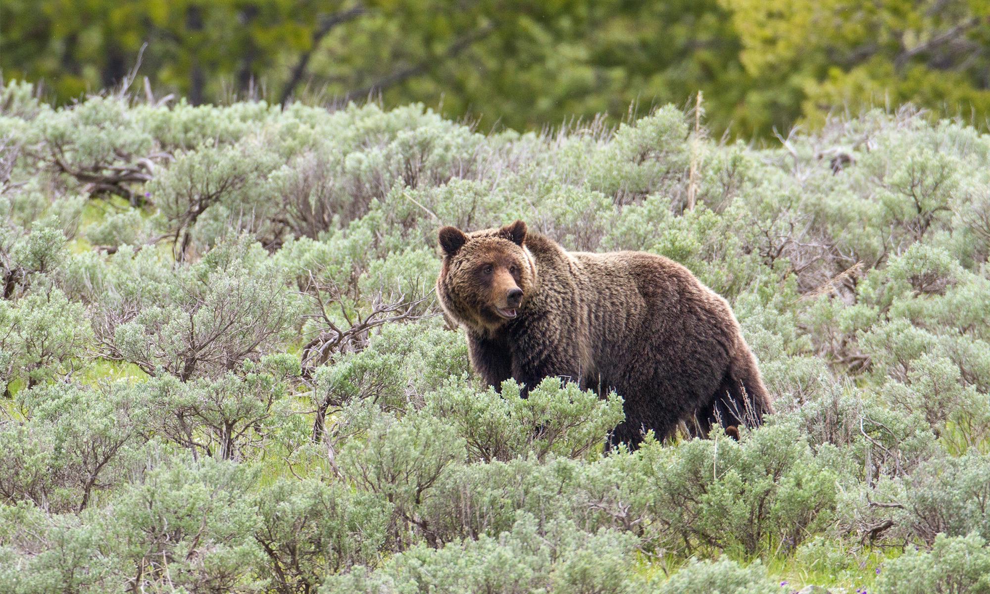 Grizzly bear sow in the wild